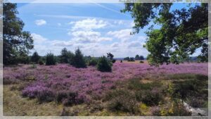 Mehr über den Artikel erfahren Lüneburger Heide