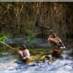 Enten