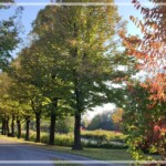 Herbst an der Amper