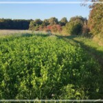 Herbst an der Amper
