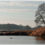 Der Schwan