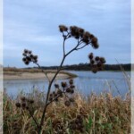 Stachelig