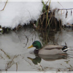 Ente, Amper, Fürstenfeldbruck