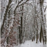 Der Weg