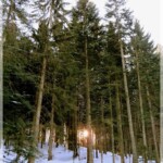 Tiefstehende Sonne