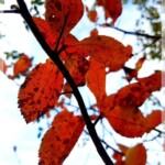 Rot