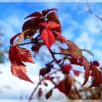 Herbstfarben