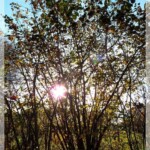 Licht