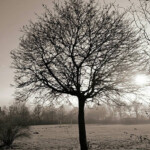 Der Baum
