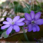 Wildblumen