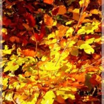 Herbst