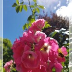 Roseninsel, Starnberger See