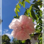 Roseninsel, Starnberger See
