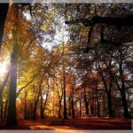 Herbstlicher Wald, Engelsberg, Fürstenfeldbruck