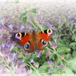 Schmetterling