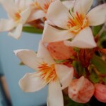 Oleander