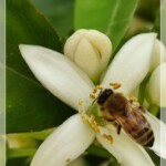 Orangenblüte in Italien
