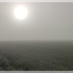 Morgennebel