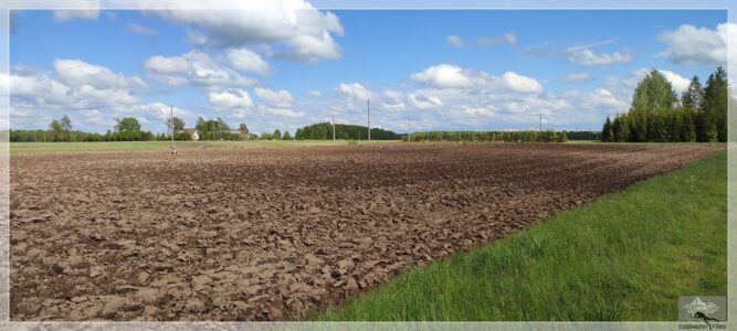Störche Störche in Litauen