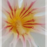 Oleander